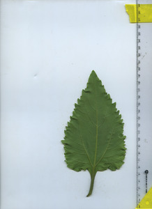 leafbottom