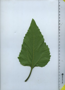 leafbottom