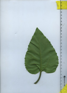leafbottom