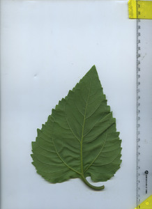 leafbottom