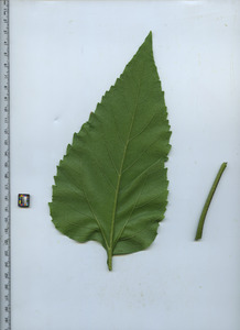 leafbottom