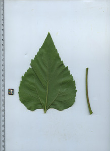 leafbottom