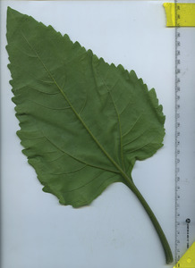leafbottom