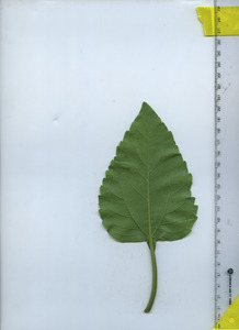 leafbottom