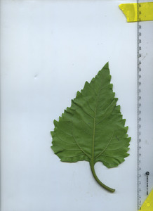 leafbottom