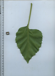 leafbottom