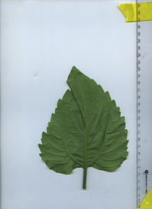 leafbottom