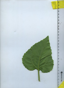 leafbottom
