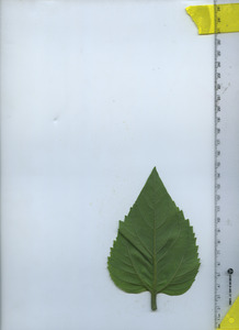 leafbottom