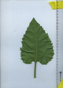 leafbottom