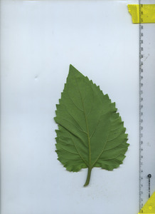 leafbottom