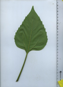 leafbottom