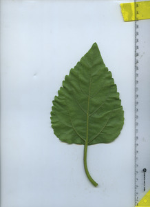 leafbottom