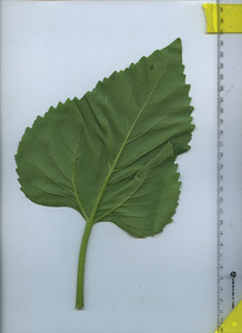 leafbottom
