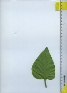 leafbottom