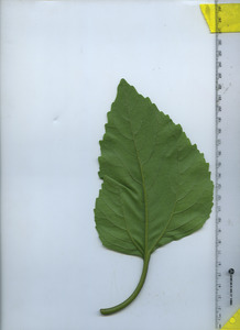 leafbottom