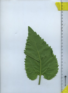 leafbottom