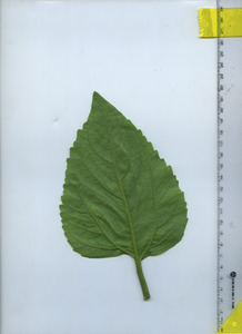 leafbottom