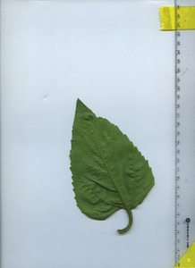 leafbottom