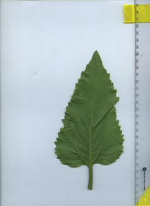 leafbottom