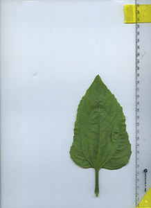 leafbottom