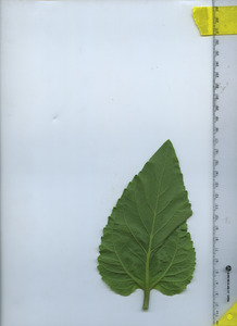 leafbottom