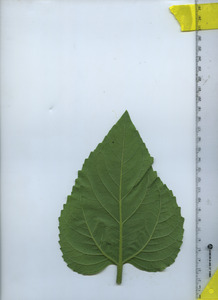 leafbottom