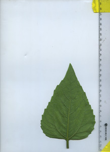 leafbottom