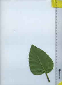 leafbottom