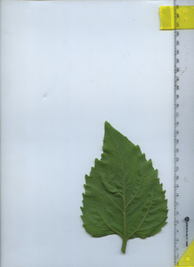 leafbottom