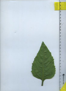 leafbottom
