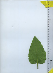 leafbottom