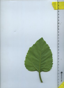 leafbottom