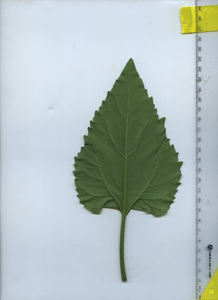 leafbottom