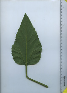 leafbottom