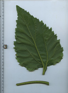 leafbottom