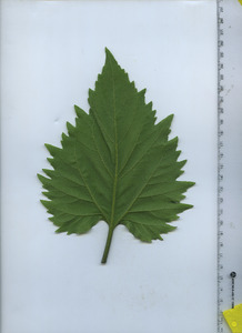 leafbottom