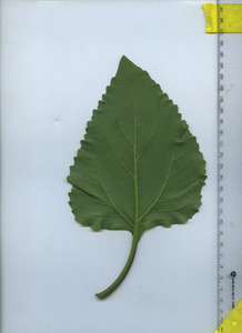 leafbottom