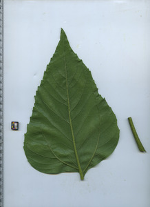 leafbottom