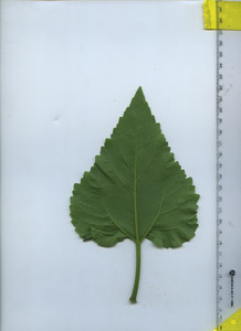 leafbottom