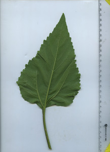 leafbottom