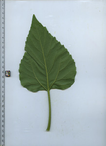 leafbottom