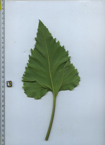 leafbottom