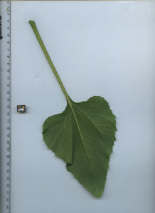 leafbottom