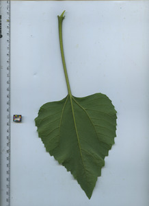 leafbottom