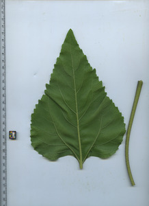leafbottom