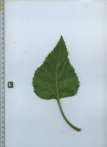 leafbottom