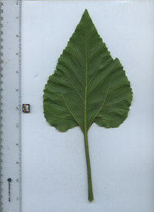 leafbottom
