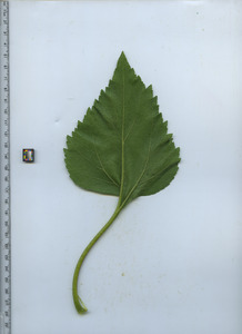 leafbottom