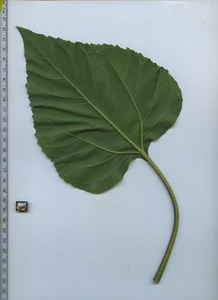 leafbottom